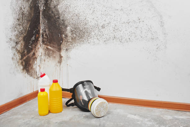 Best Mold Remediation  in Martin, SD