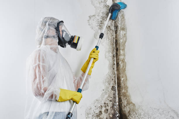 Best Residential Mold Removal  in Martin, SD