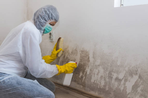 Best Mold Cleaning Services  in Martin, SD