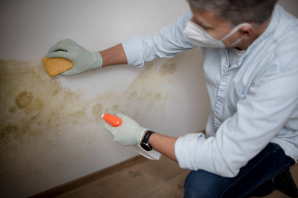 Best Best Mold Removal Companies  in Martin, SD