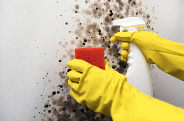 Best Professional Mold Removal  in Martin, SD