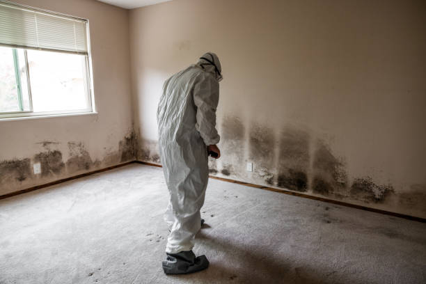 Best Toxic Mold Removal  in Martin, SD