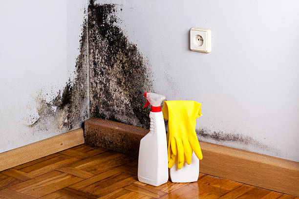 Best Water Damage Restoration  in Martin, SD